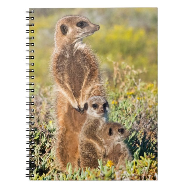 Meerkat Family Portrait Notizblock (Vorderseite)