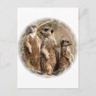 Meerkat Family Postcard Postkarte