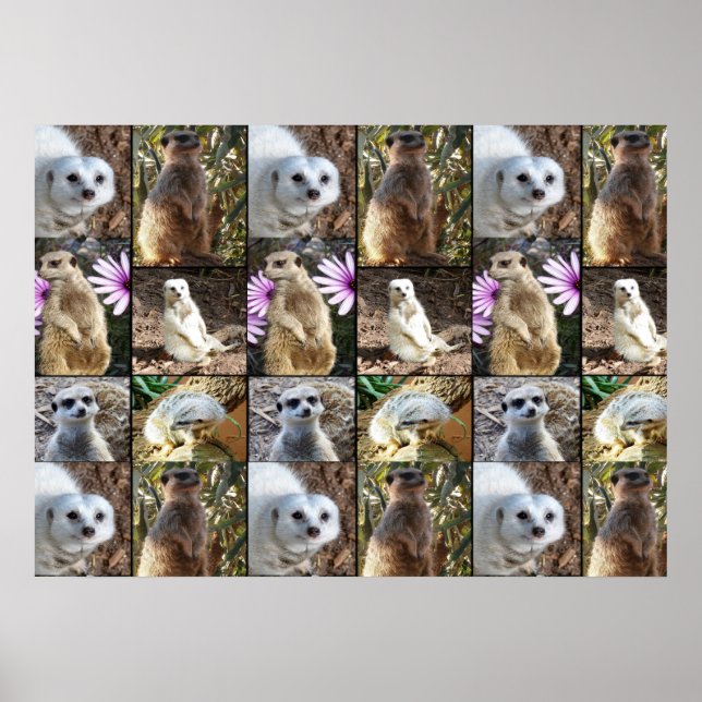 Meerkat Foto Collage Value Wall Poster (Vorne)