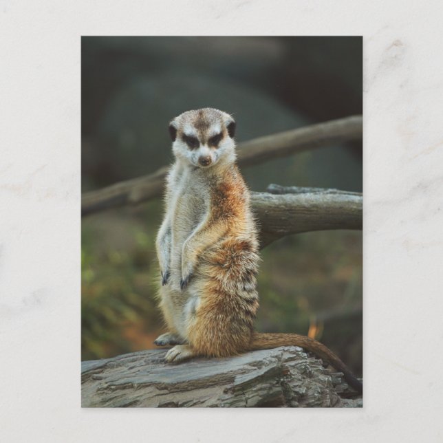 Meerkat Foto Postkarte (Vorderseite)