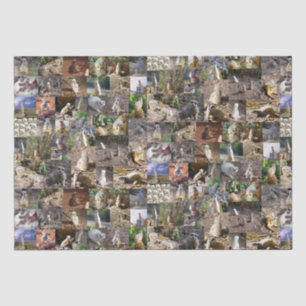 Meerkat FotoCollage, Seidenpapier