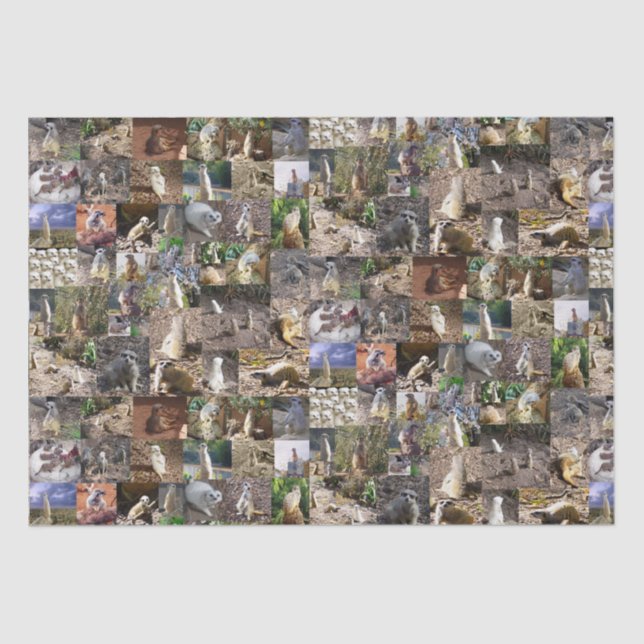 Meerkat FotoCollage, Seidenpapier (Vorderseite)