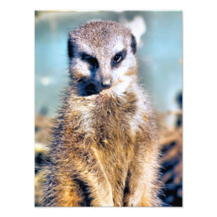 MEERKAT FOTODRUCK