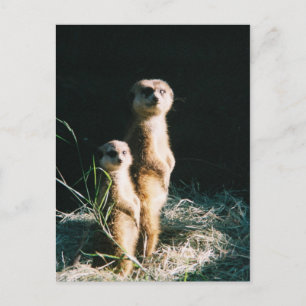 Meerkat Freunde Postkarte