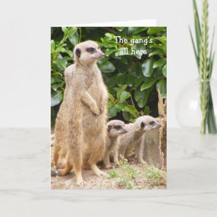 Meerkat Gang Geburtstagskarte Karte