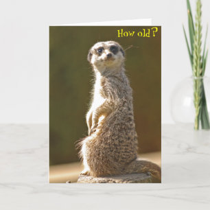 Meerkat Geburtstagskarte - Wie alt? Karte