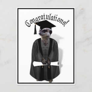 Meerkat Graduate W/Gray Gown & Black Sash Postkarte