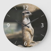 Meerkat