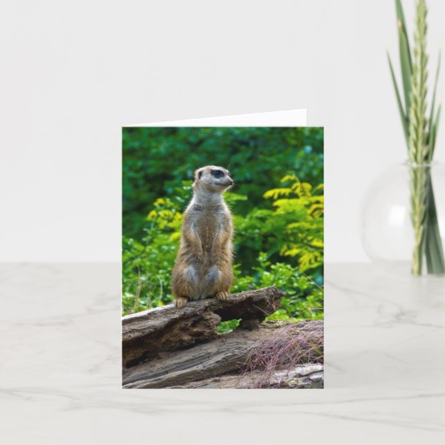 Meerkat Grußkarte Karte (Vorderseite)