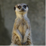 Meerkat Guard Foto-Skulptur Freistehende Fotoskulptur<br><div class="desc">Ein Ausschnitt eines Merkats auf Wachdienst. Ein perfektes Geschenk für diesen Merkatlover in Ihrem Leben. Ideal für Zuhause,  Büro oder Schlafzimmer. Wenn das Bild ausgeschnitten ist,  haben Sie einen Ausschnitt aus nur dem Merkat,  kein Hintergrund.</div>