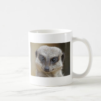 Meerkat herauf nahes tasse