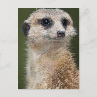 Meerkat im Blick Postkarte