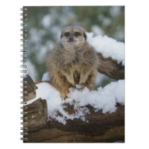 Meerkat im Schnee