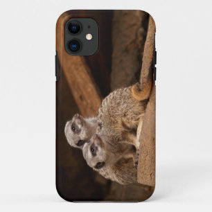 Meerkat iPhone 5 11 Hülle