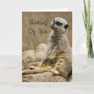 Meerkat Karte
