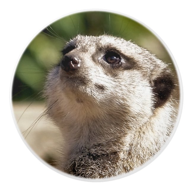MEERKAT KERAMIKKNAUF (Vorderseite)