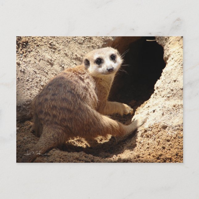 Meerkat Lächeln Postkarte (Vorderseite)