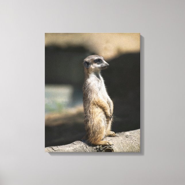 Meerkat Leinwanddruck (Vorderseite)