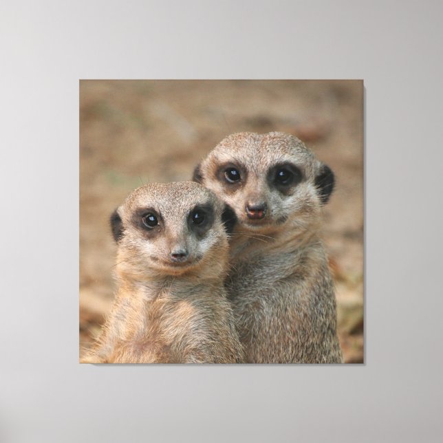 Meerkat Leinwanddruck (Vorderseite)