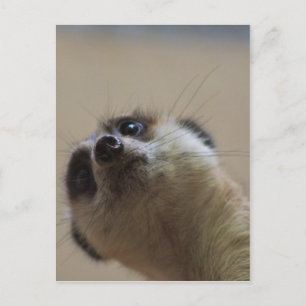 Meerkat Looking dramatisch Postkarte