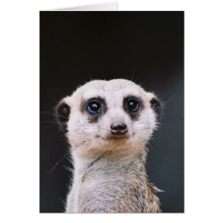 Meerkat Lookout