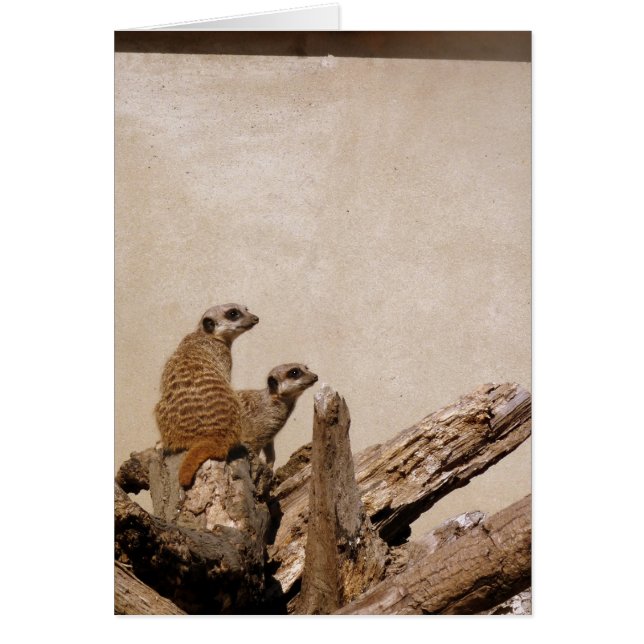 Meerkat Lookout (Vorne)