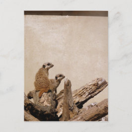 Meerkat Lookout Postkarte