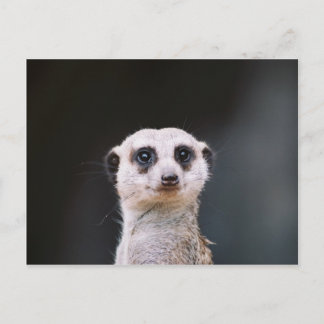 Meerkat Lookout Postkarte