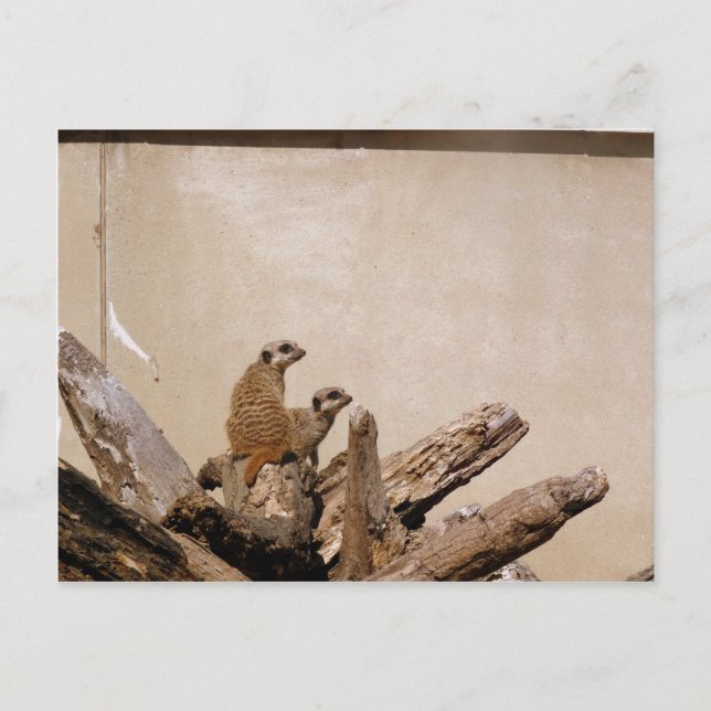 Meerkat Lookout Postkarte (Vorderseite)