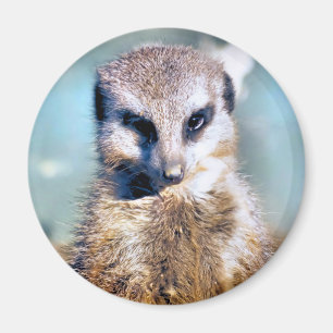 MEERKAT MAGNET