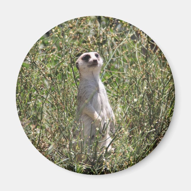 Meerkat Magnet (Vorne)