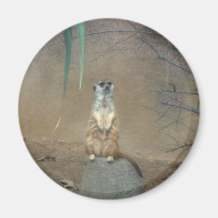 Meerkat Magnet