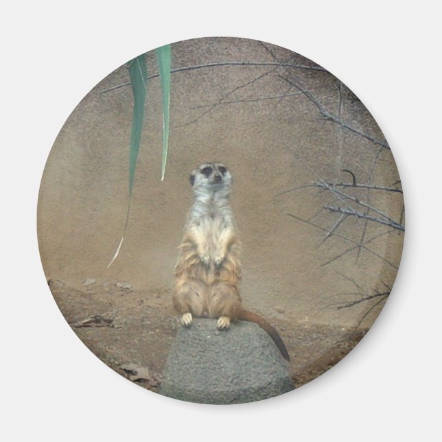 Meerkat Magnet (Vorne)