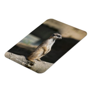 Meerkat Magnet