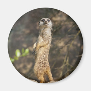 Meerkat Magnet