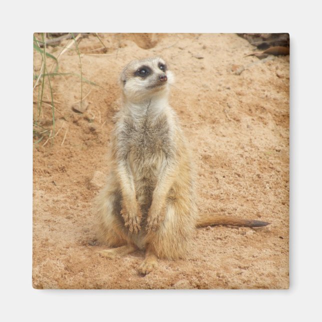 Meerkat Magnet (Vorne)