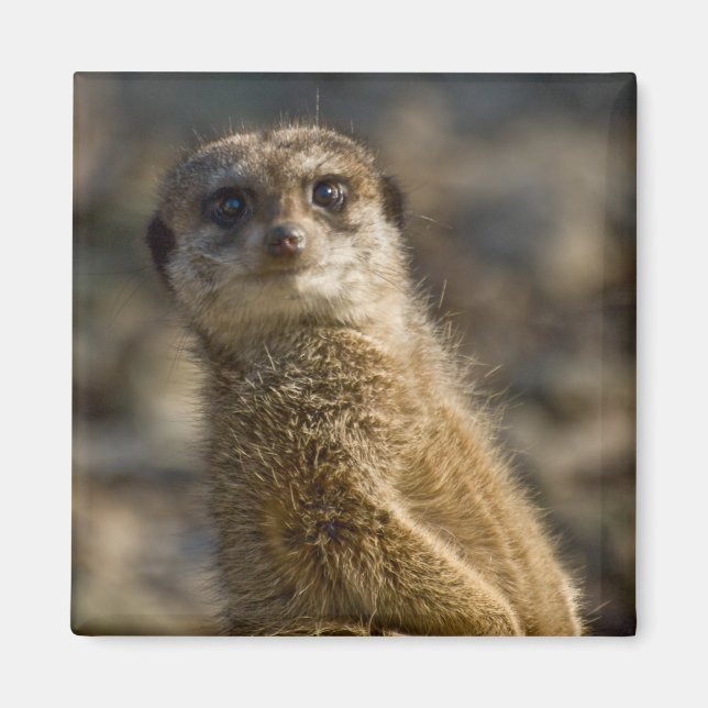 Meerkat Magnet (Vorne)