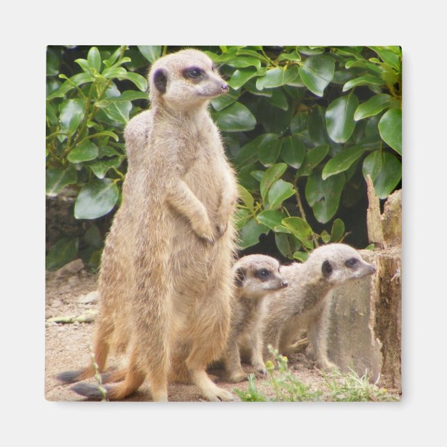 Meerkat-Magnet Magnet (Vorne)
