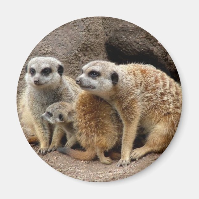 meerkat-Magnet Magnet (Vorne)