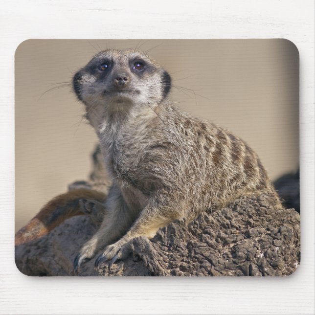 Meerkat Mousemat Mousepad (Vorne)