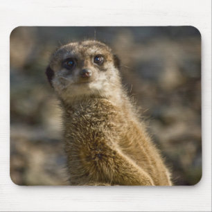 Meerkat Mousepad