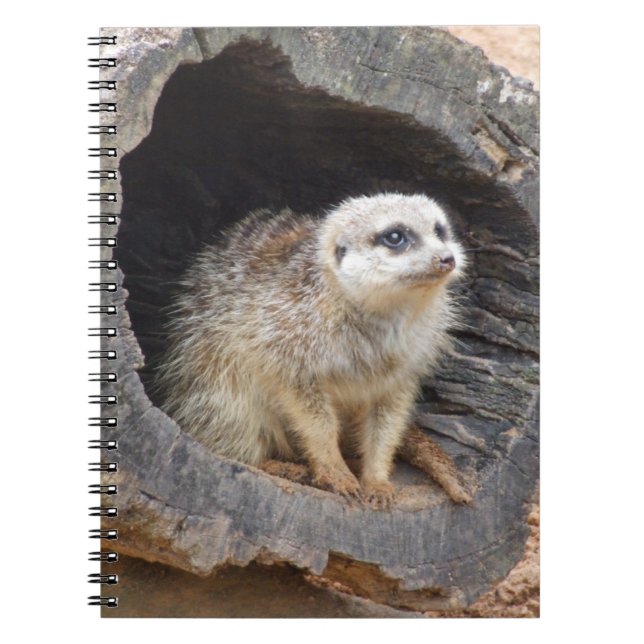 Meerkat-Notebook Notizblock (Vorderseite)