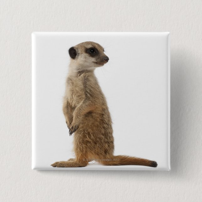 Meerkat oder Suricate - Suricata suricatta Button (Vorderseite)