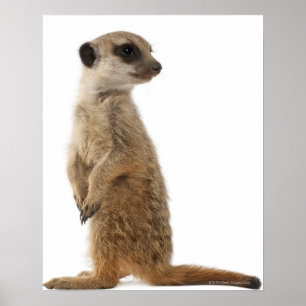 Meerkat oder Suricate - Suricata suricatta Poster