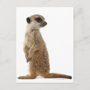 Meerkat oder Suricate - Suricata suricatta Postkarte