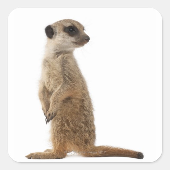 Meerkat oder Suricate - Suricata suricatta Quadratischer Aufkleber (Vorderseite)