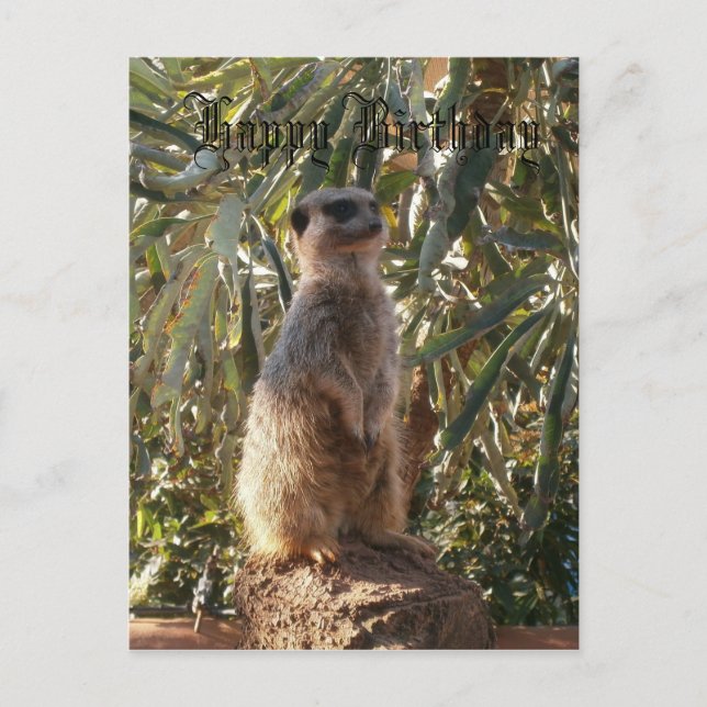 Meerkat on Guard Duty, Happy Birthday Postkarte (Vorderseite)