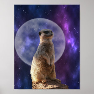 Meerkat on Night Watch, Wall Poster