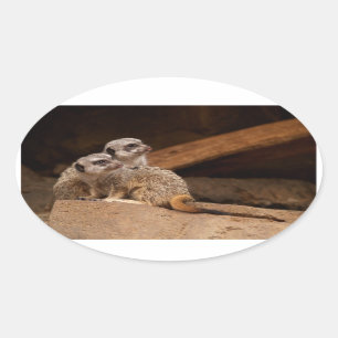 Meerkat Oval Sticker