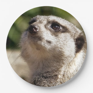 MEERKAT PAPPTELLER